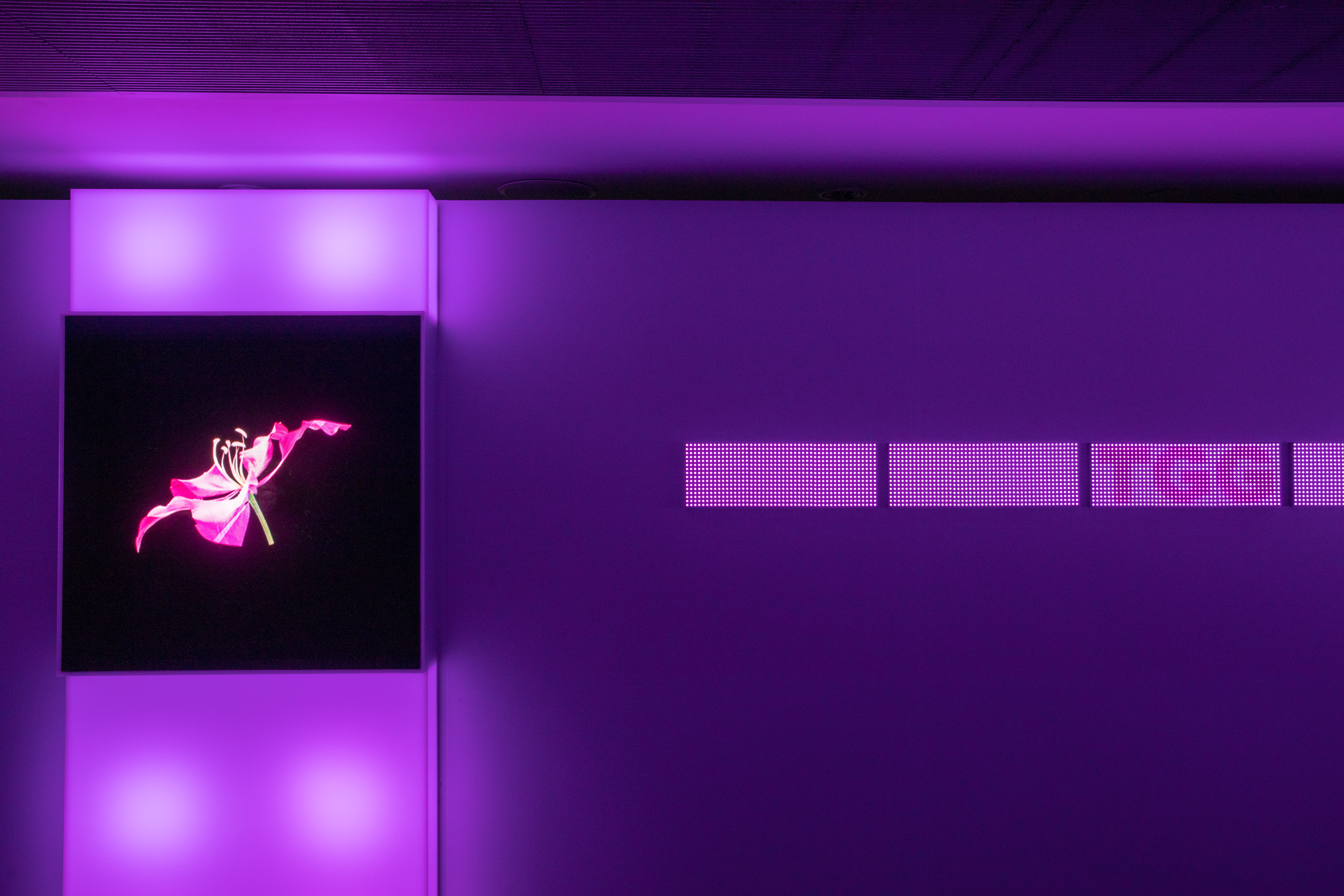 [院校動態] HKDI Gallery 呈獻
「萬物有靈：藝術與科技共生展」